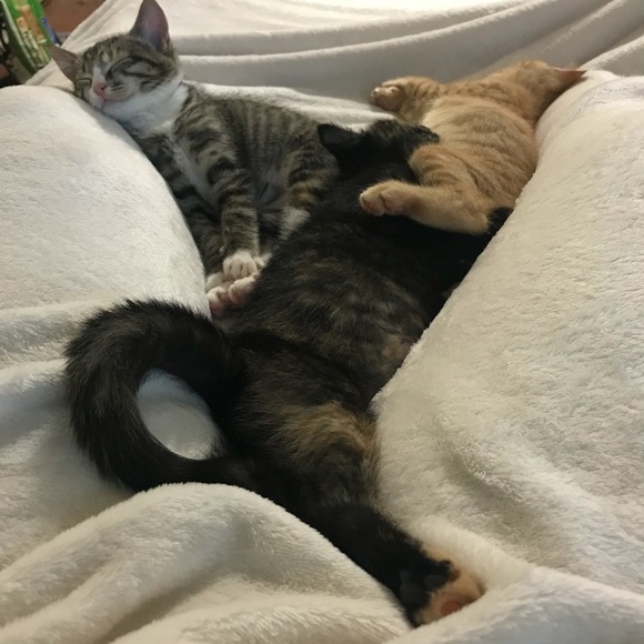 Meet your Posher, Chloe - Picture 10 of 15